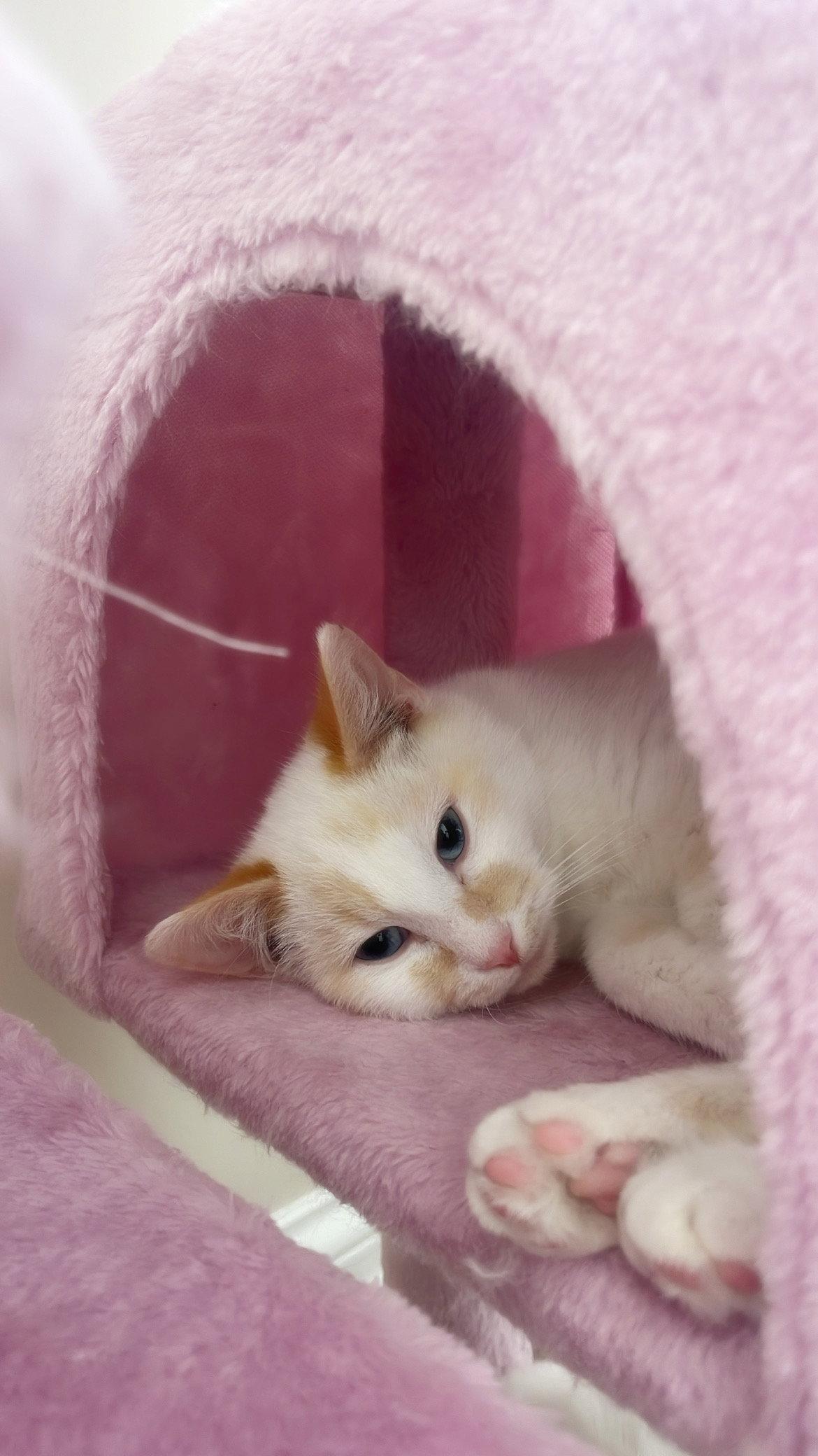 Enlarge Toast, a Adopted mixed breed in Georgetown, KY image 3/3