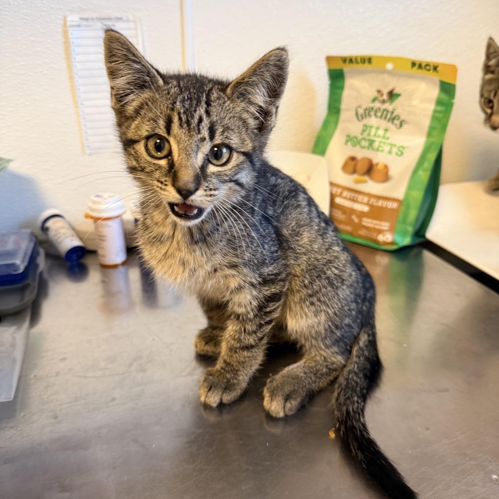 Woody (26-2U-2), Adoptable, Kitten Male Domestic Short Hair.