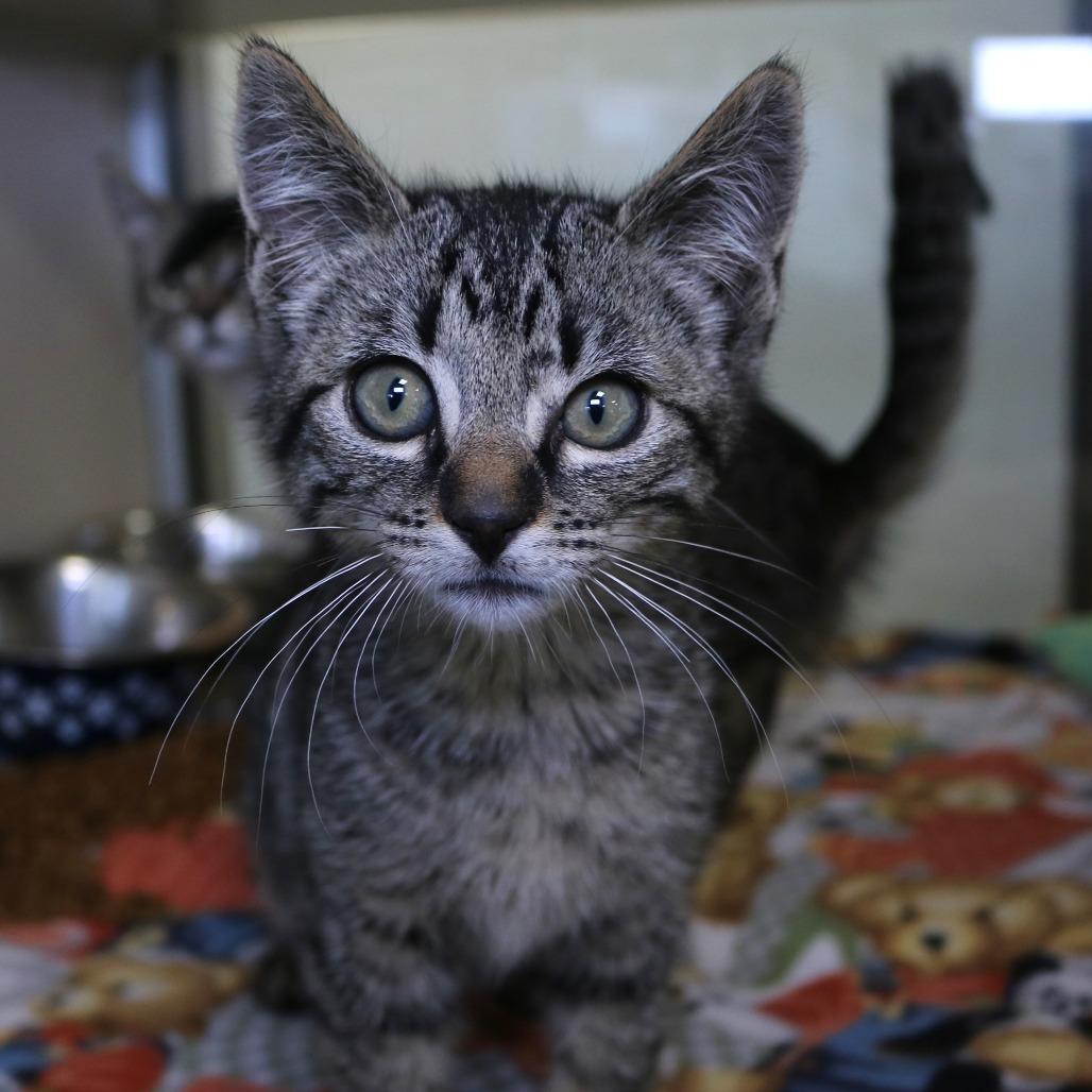 Woody (26-2U-2), a Adoptable Domestic Short Hair in Rifle, CO image 2/2