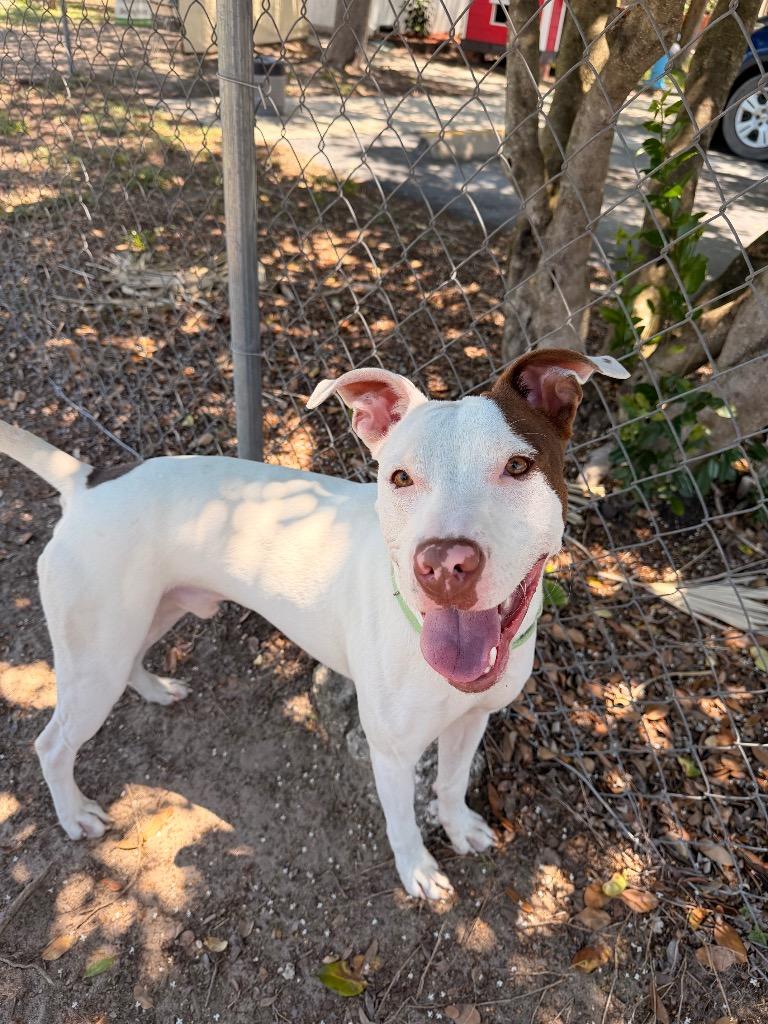 Enlarge Ollie, a Adoptable Mixed Breed in Ocala, FL image 1/1