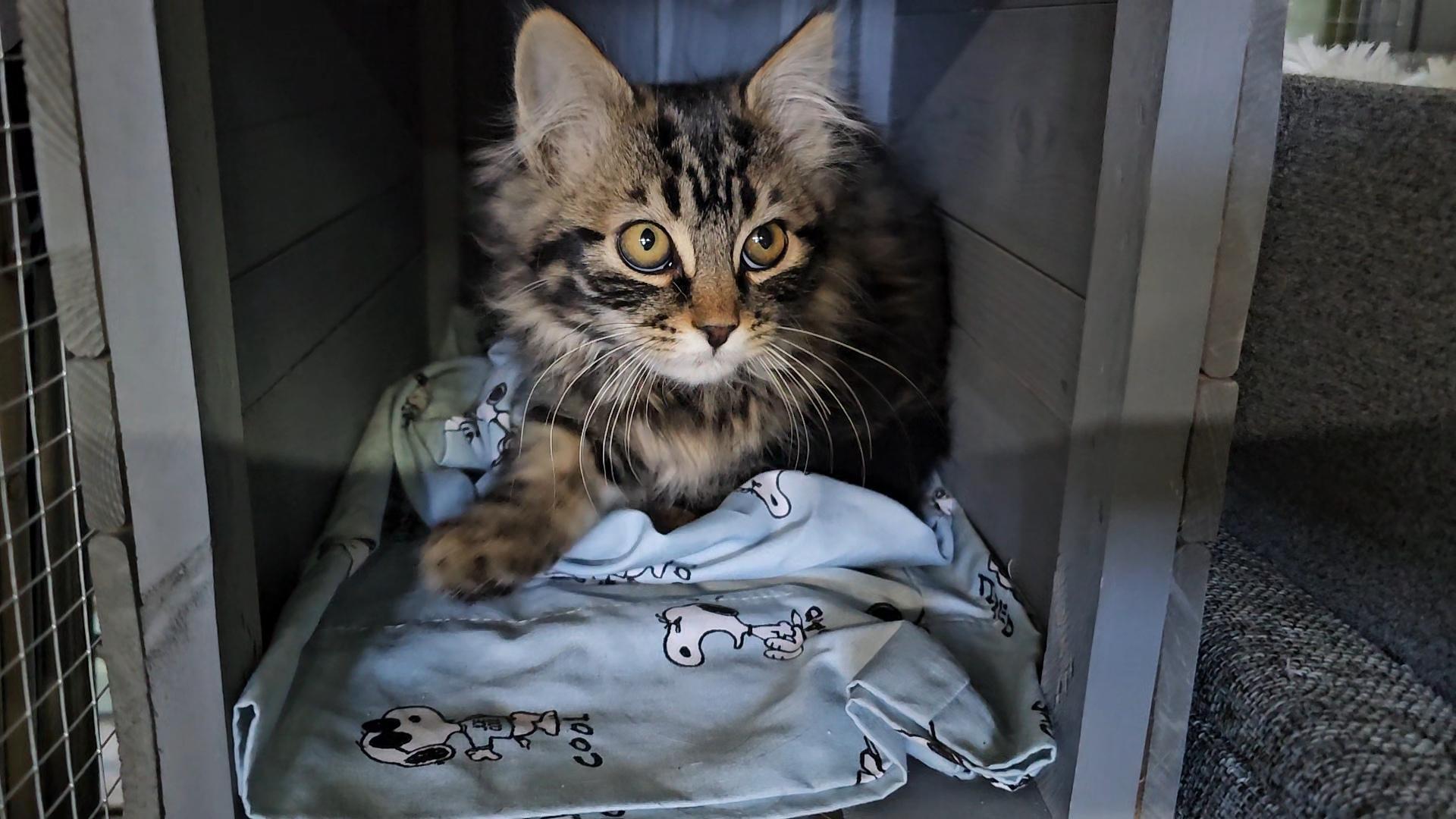 Ridge, an adoptable Domestic Long Hair in Pinedale, WY, 82941 | Photo Image 2