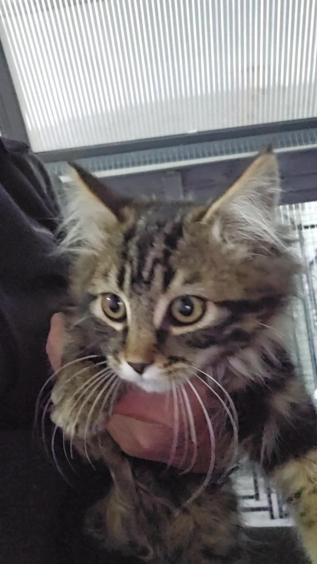 Ridge, an adoptable Domestic Long Hair in Pinedale, WY, 82941 | Photo Image 3