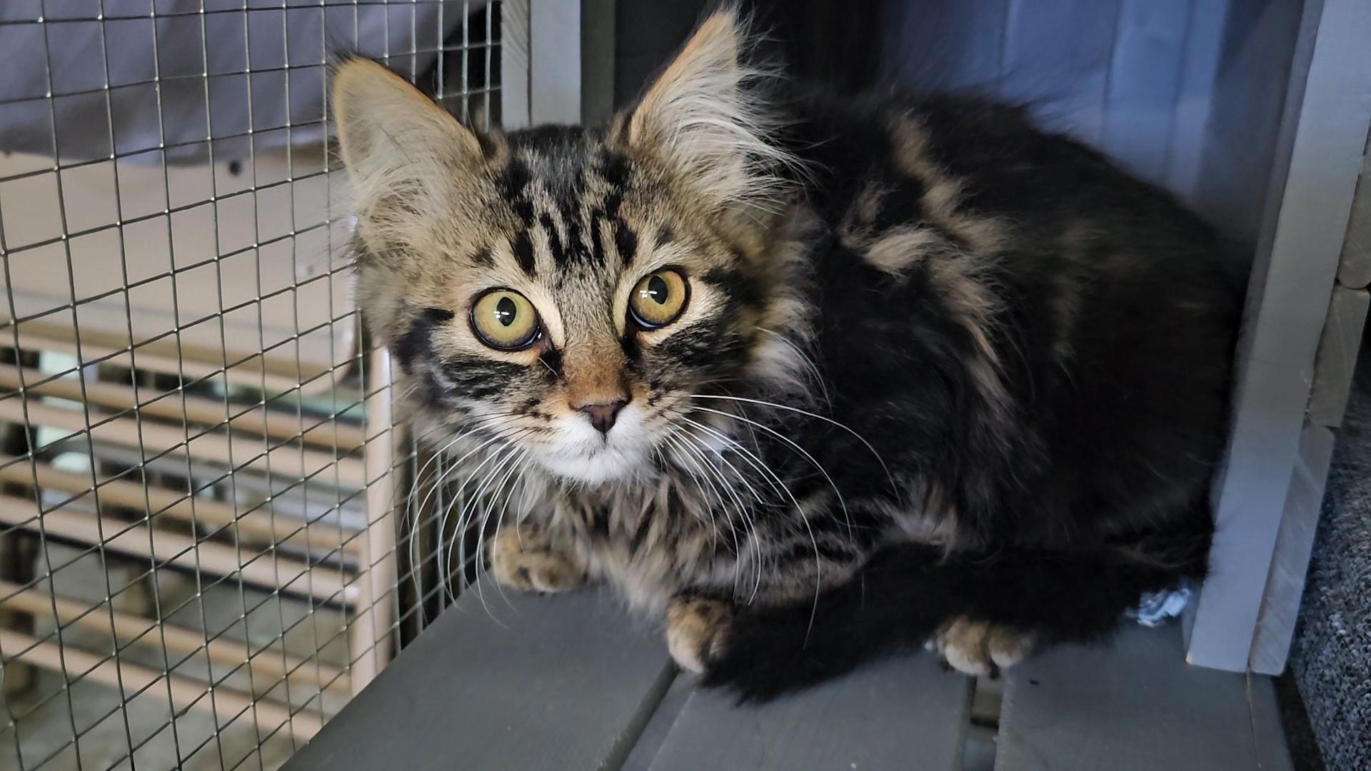 Ridge, an adoptable Domestic Long Hair in Pinedale, WY, 82941 | Photo Image 1