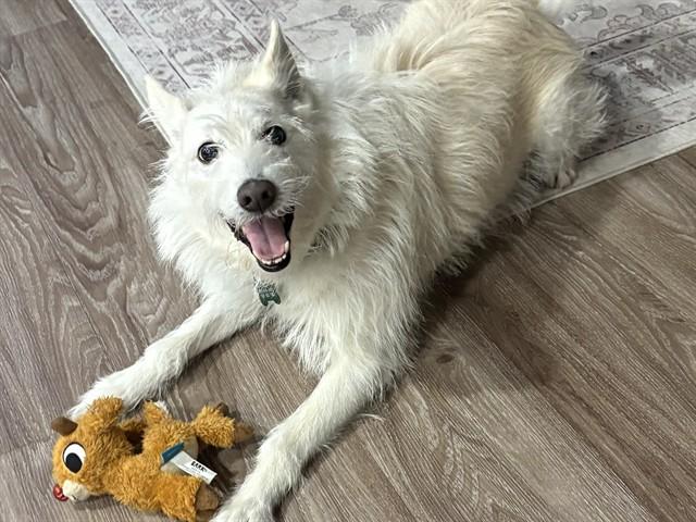 RIZZO, Adoptable, Adult Male Parson Russell Terrier.