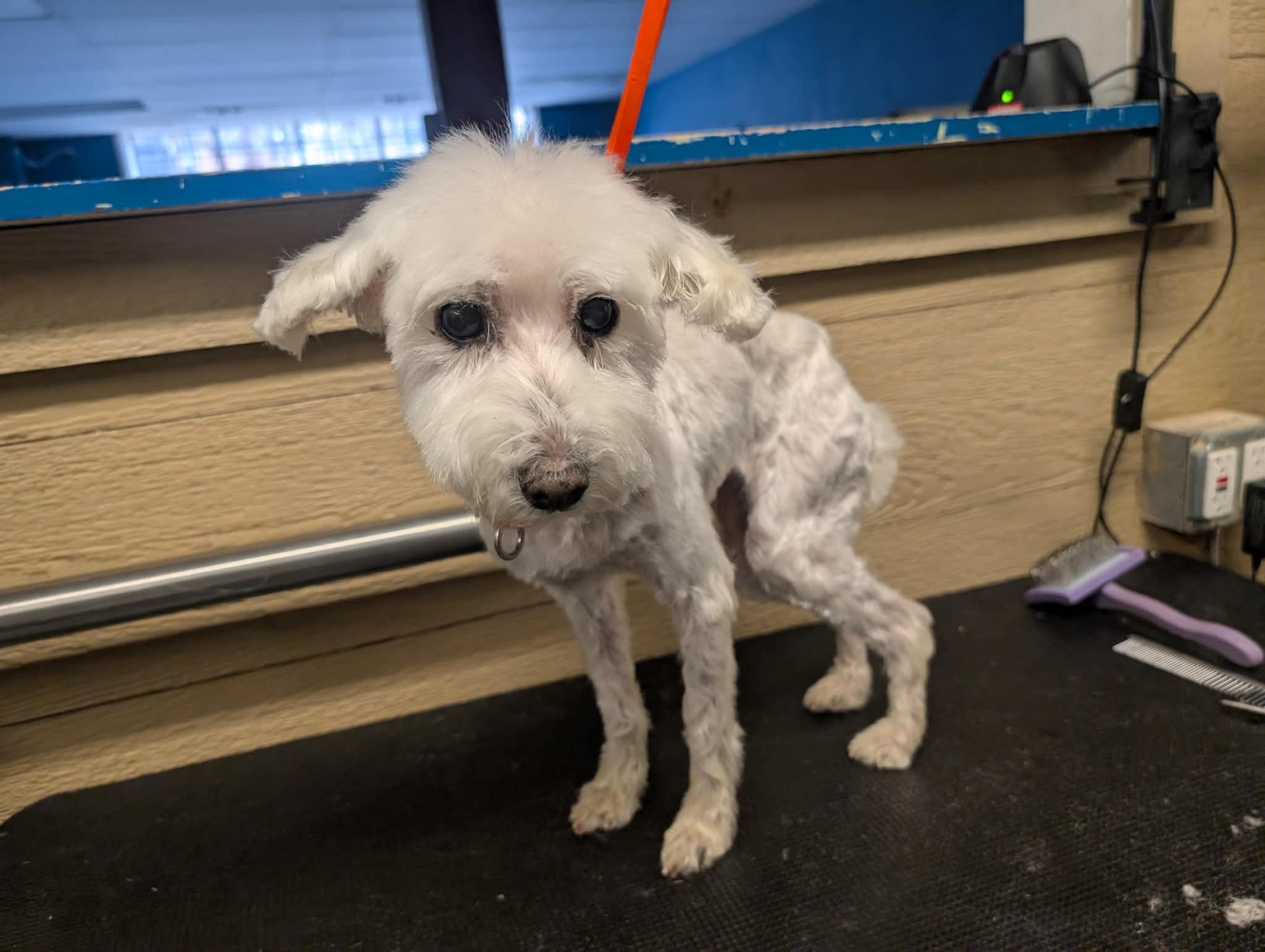 Enlarge Elsa, a ADOPTABLE mixed breed in North Little Rock, AR image 1/1