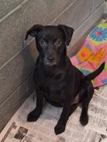 Enlarge Andromeda, a ADOPTABLE Black Labrador Retriever in Glasgow, KY image 1/1