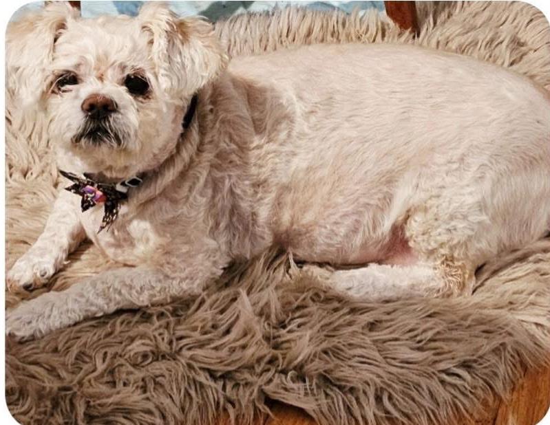 Honey - BONDED TO MEIKO, Adoptable, Senior Female Shih Tzu.
