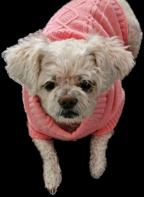 Honey - BONDED TO MEIKO, a Adoptable Shih Tzu in Huntington, NY image 2/3