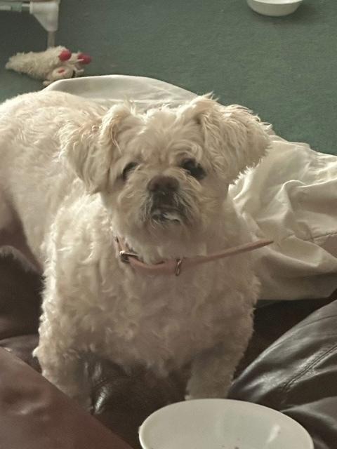 Honey - BONDED TO MEIKO, a Adoptable Shih Tzu in Huntington, NY image 3/3