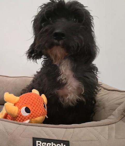 Frankie, an adopted mixed breed in Portland, OR image 3/6