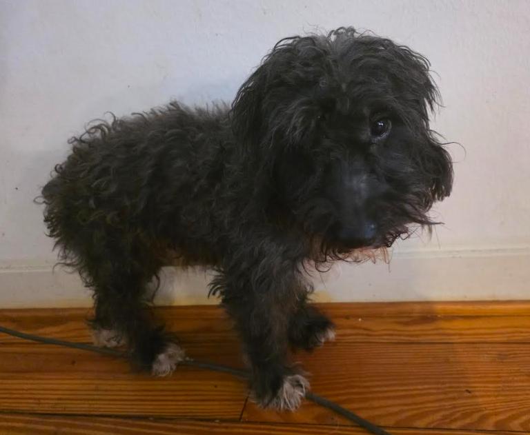 Frankie, an adopted mixed breed in Portland, OR image 4/6