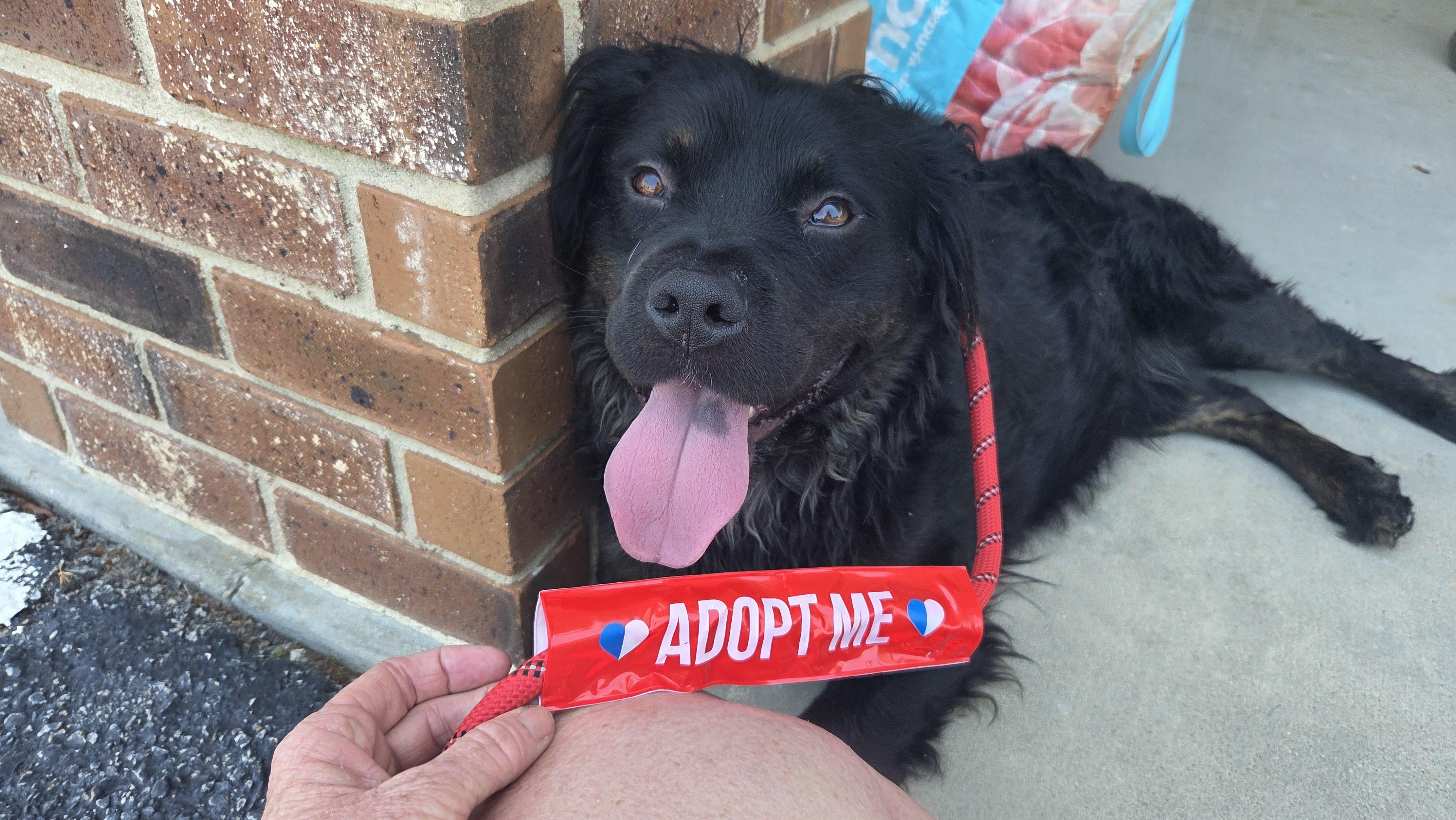 Simon, a ADOPTABLE Mixed Breed in Sumter, SC image 2/2