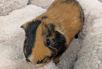 Duke, Adoptable, Young Male Guinea Pig.