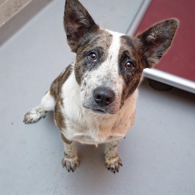 NASH, Adoptable, Young Male Australian Cattle Dog / Blue Heeler & Pit Bull Terrier.