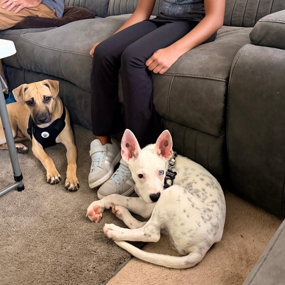 Enlarge Bluey, a Adopted Mixed Breed in Annapolis, MD image 2/3