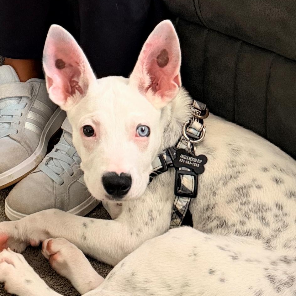 Bluey, Adopted, Puppy Male Mixed Breed.