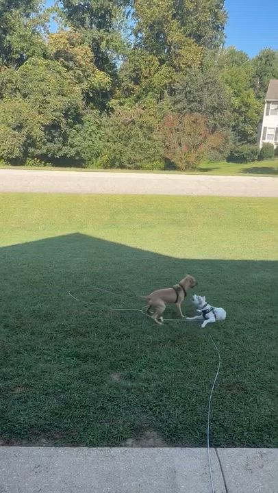 Enlarge Bluey, a Adopted Mixed Breed in Annapolis, MD video 3/3