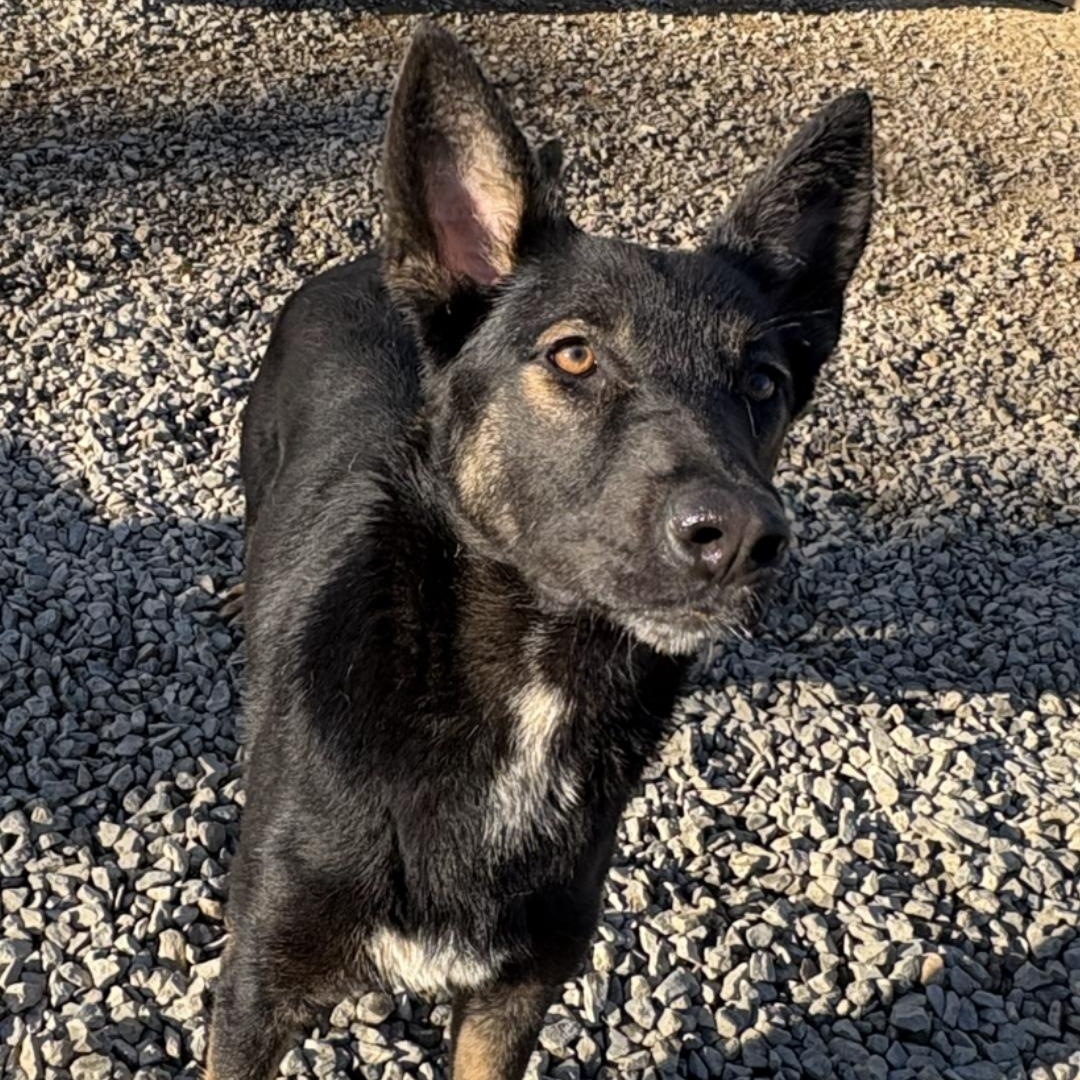Enlarge Shenzi, a Adoptable mixed breed in Chuckey, TN image 5/5