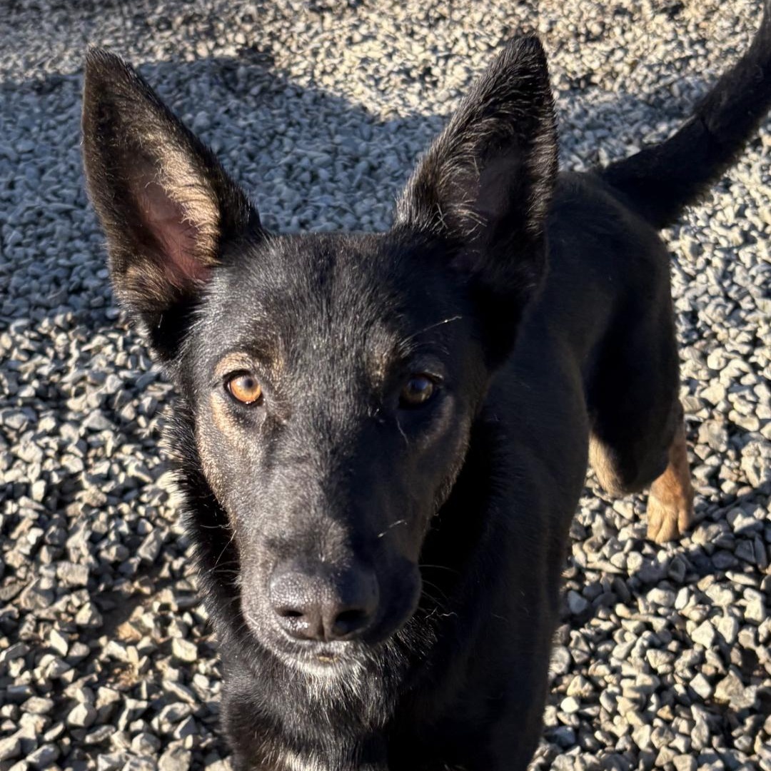 Enlarge Shenzi, a Adoptable mixed breed in Chuckey, TN image 3/5