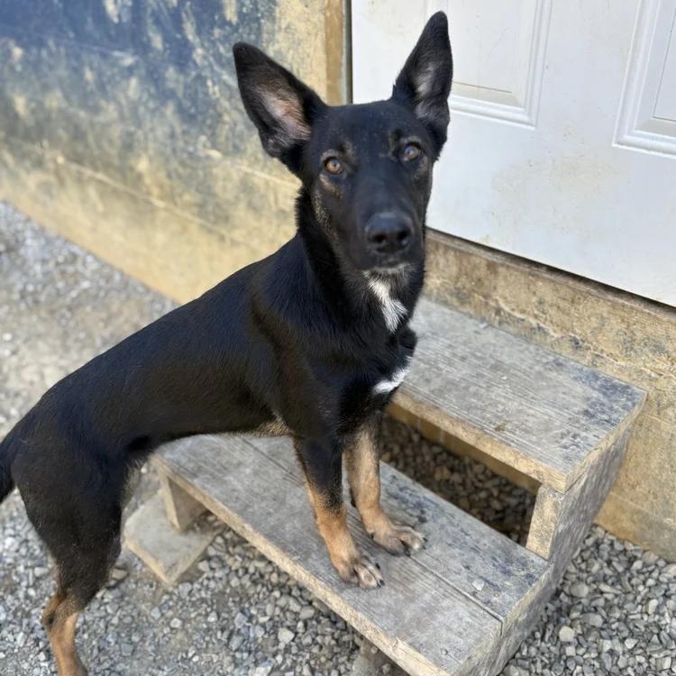 Enlarge Shenzi, a Adoptable mixed breed in Chuckey, TN image 2/5