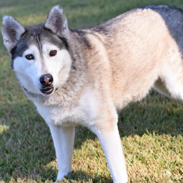 Amari, an adoptable Husky in Calumet, MI, 49913 | Photo Image 1
