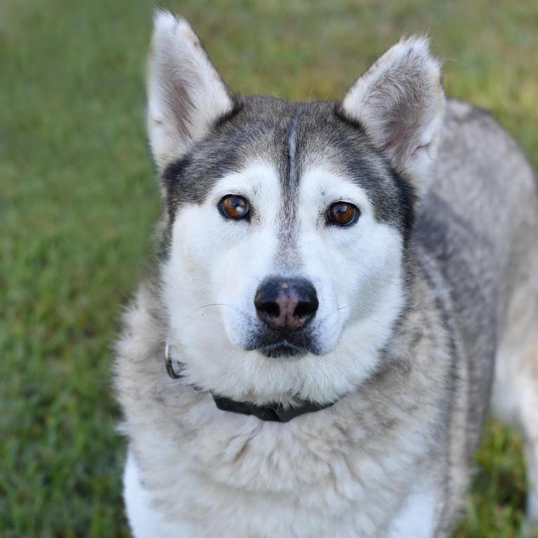 Amari, an adoptable Husky in Calumet, MI, 49913 | Photo Image 6