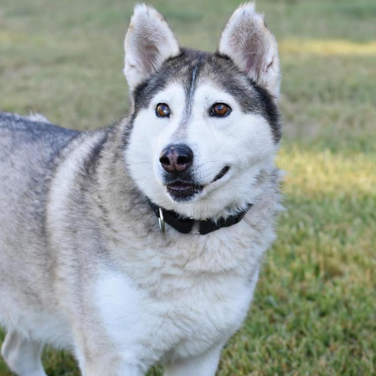 Amari, an adoptable Husky in Calumet, MI, 49913 | Photo Image 5