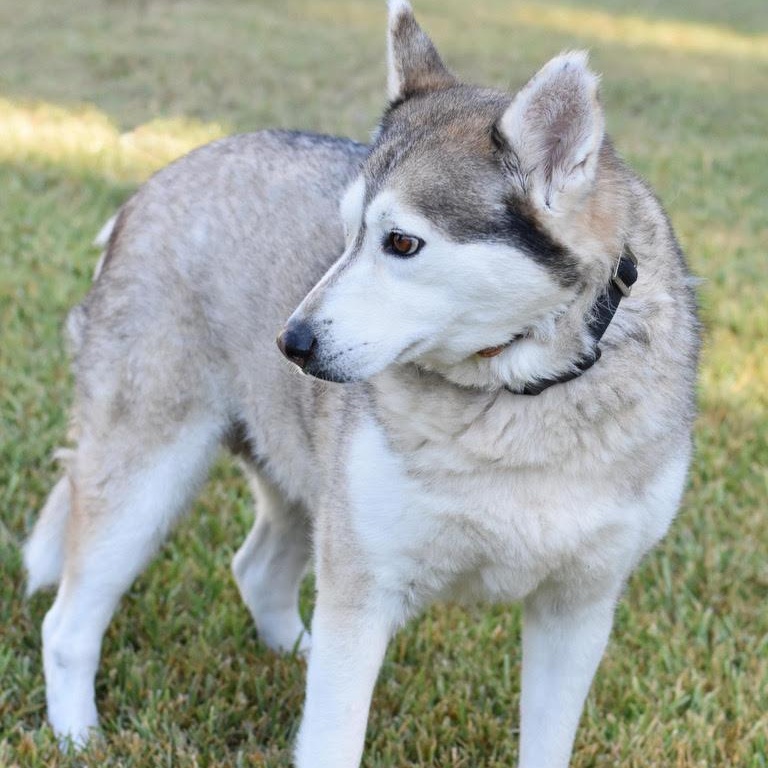 Amari, an adoptable Husky in Calumet, MI, 49913 | Photo Image 3