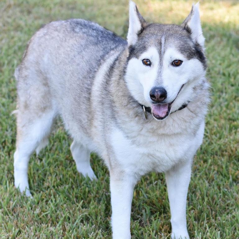 Amari, an adoptable Husky in Calumet, MI, 49913 | Photo Image 2