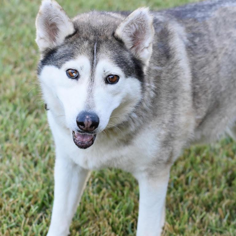 Amari, an adoptable Husky in Calumet, MI, 49913 | Photo Image 4