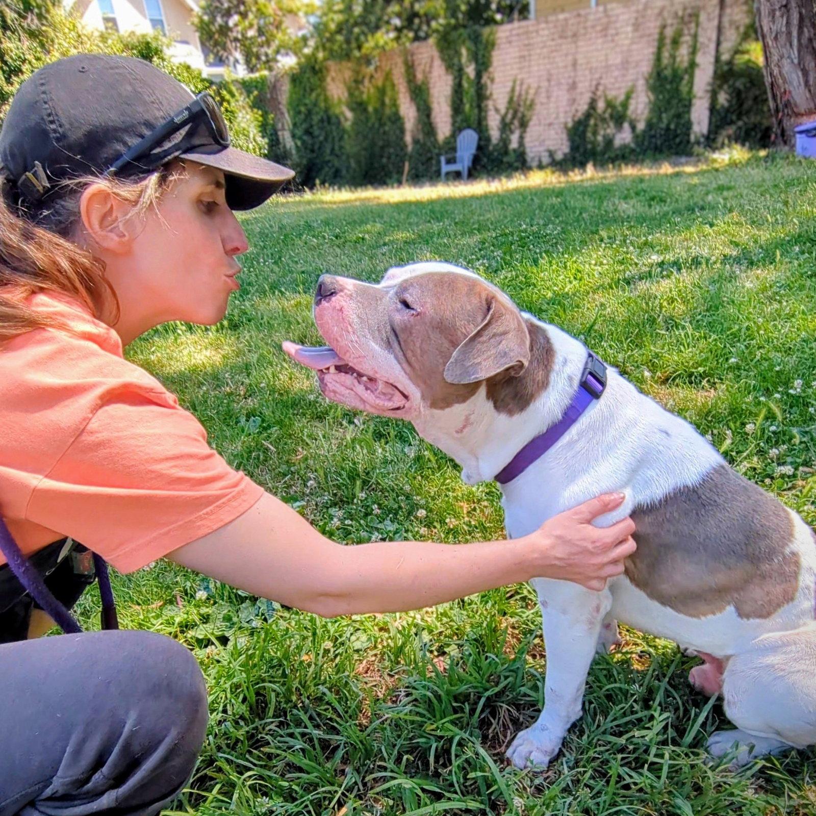 Enlarge Devon, a Adoptable Pit Bull Terrier in Oakland, CA image 1/3