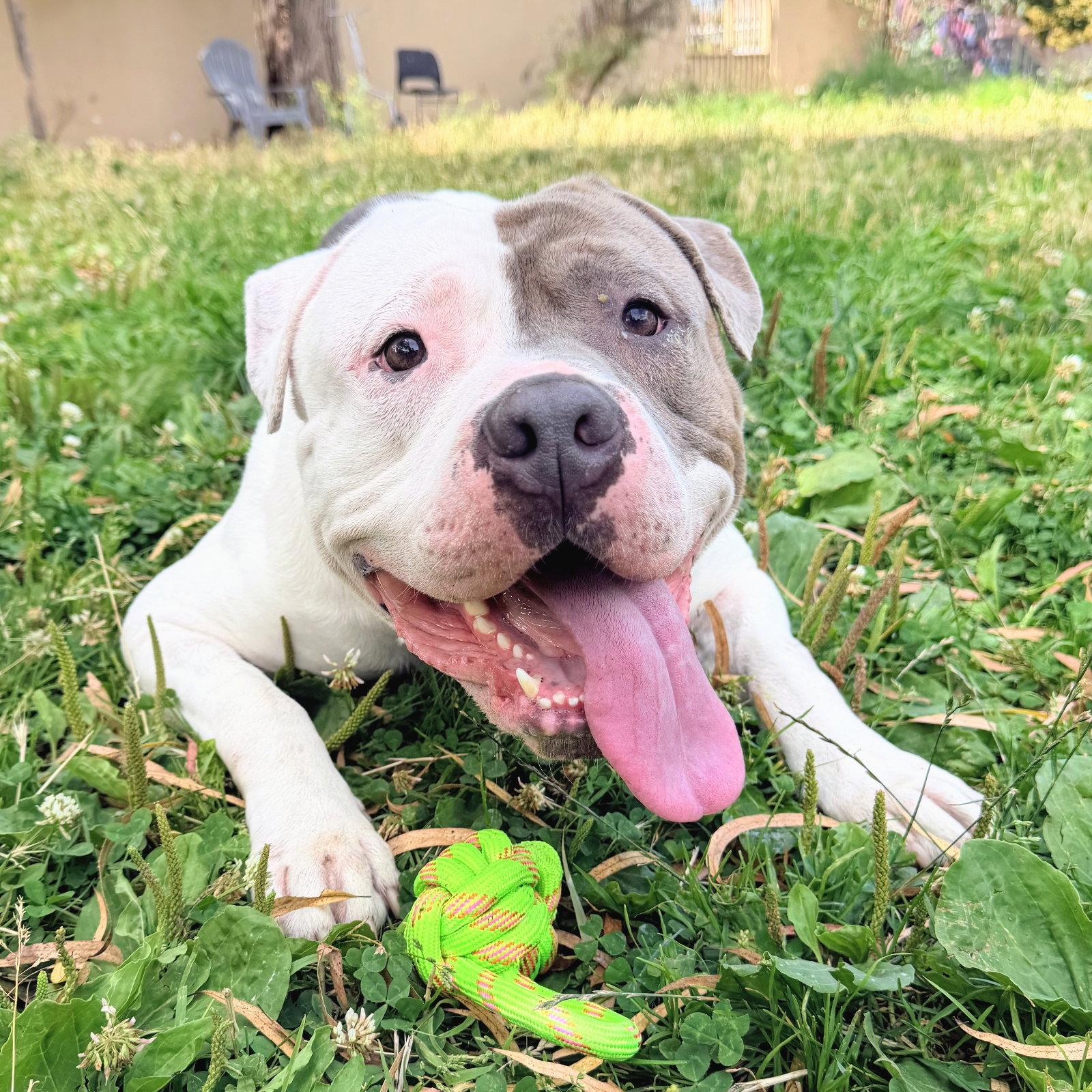 Devon, Adoptable, Adult Male Pit Bull Terrier.