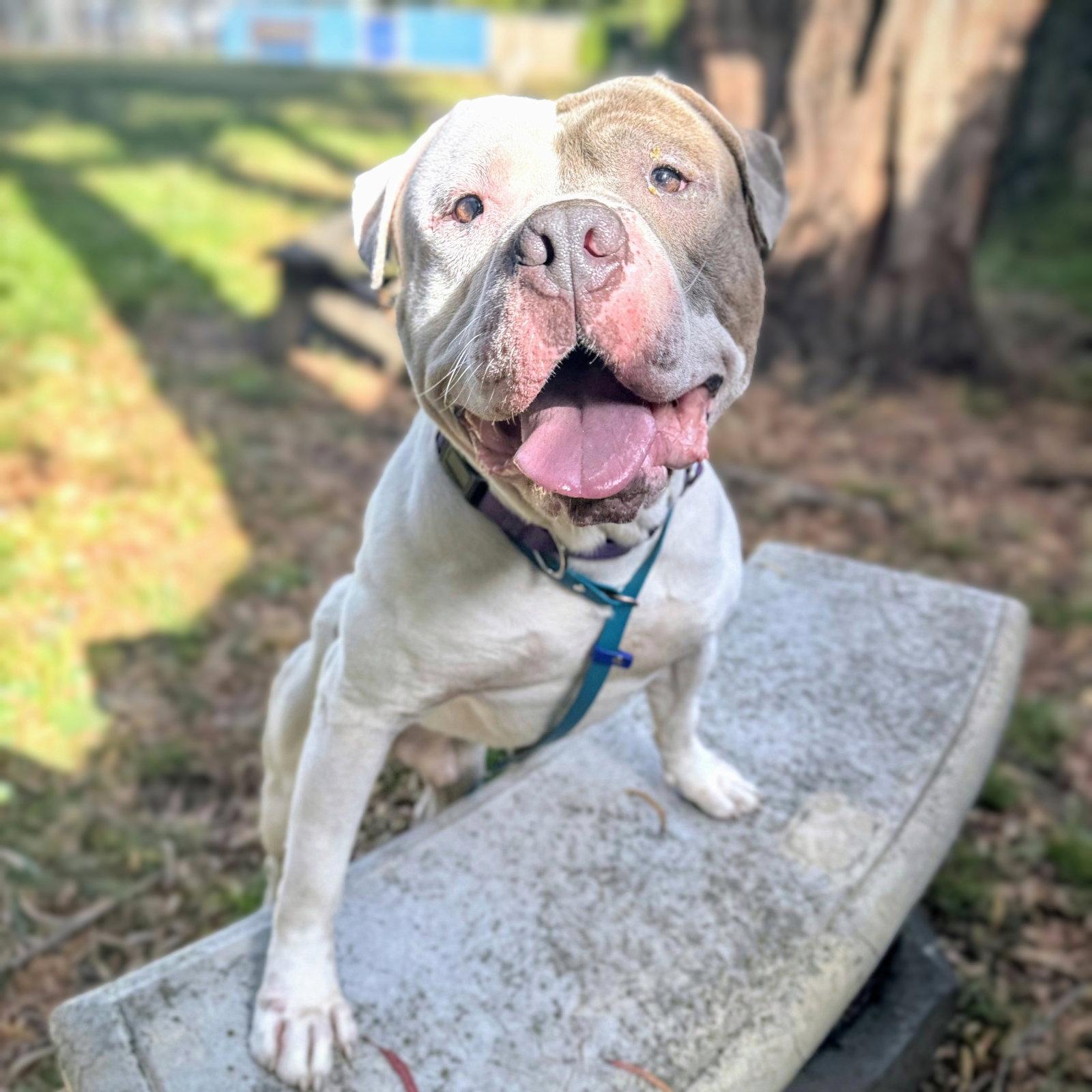 Enlarge Devon, a Adoptable Pit Bull Terrier in Oakland, CA image 2/3