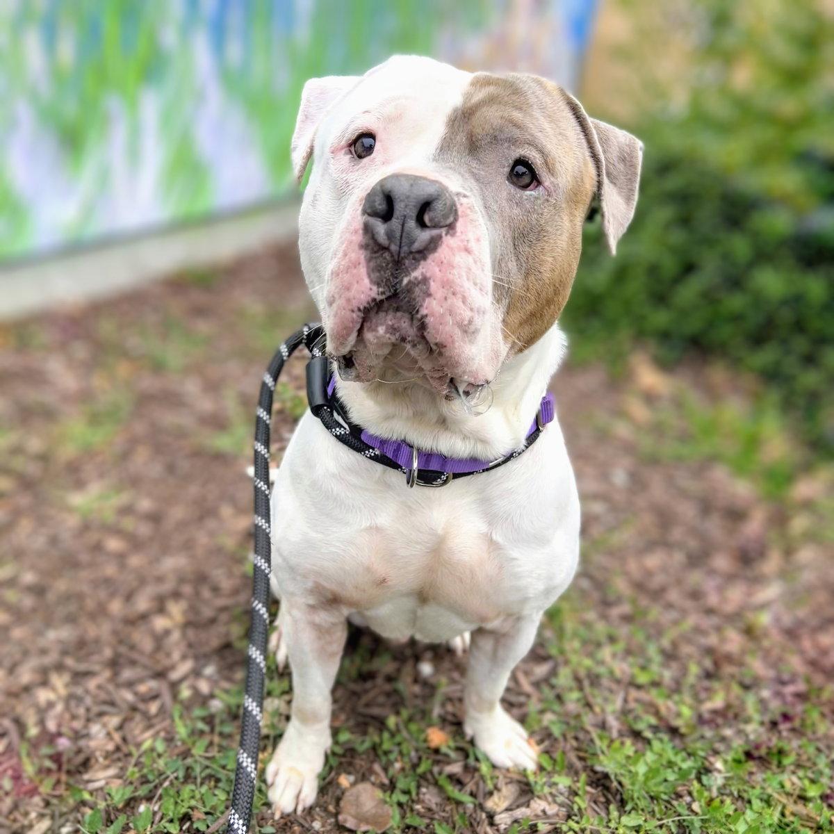 Enlarge Devon, a Adoptable Pit Bull Terrier in Oakland, CA image 3/3