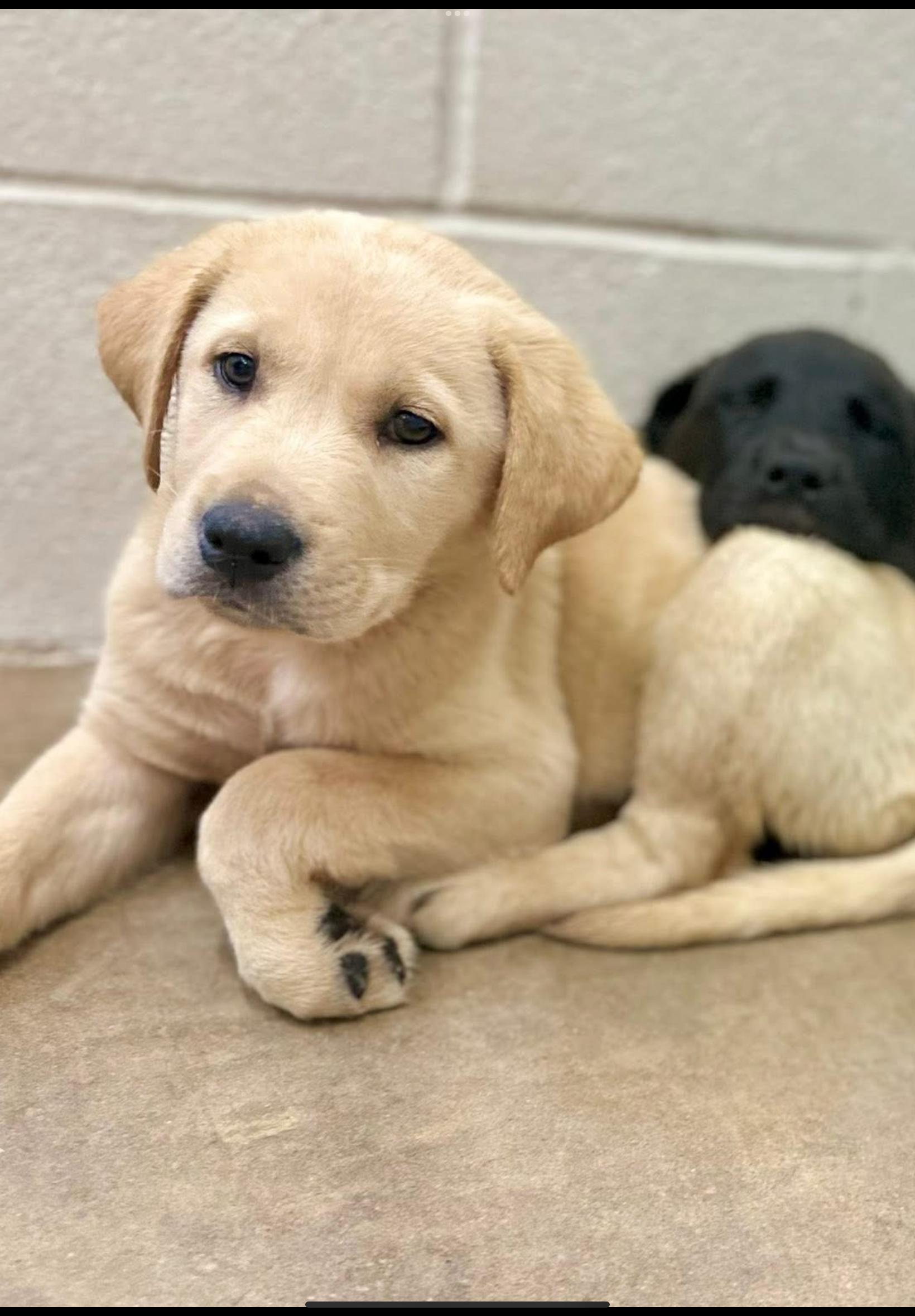 Josie, adopted, Puppy Female Labrador Retriever.