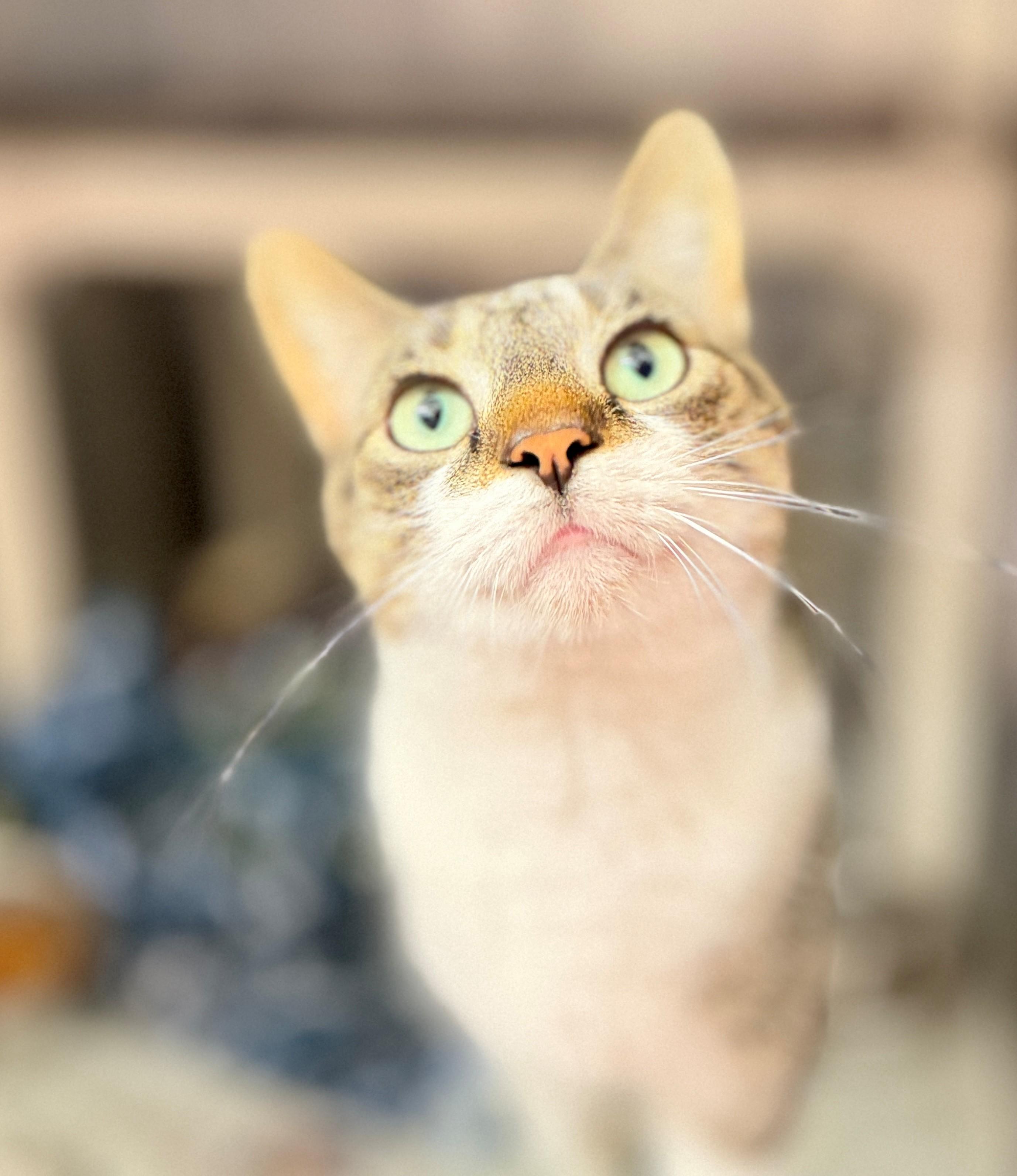 Enlarge Nigel, a Adoptable Domestic Short Hair in Hamilton, ON image 2/2