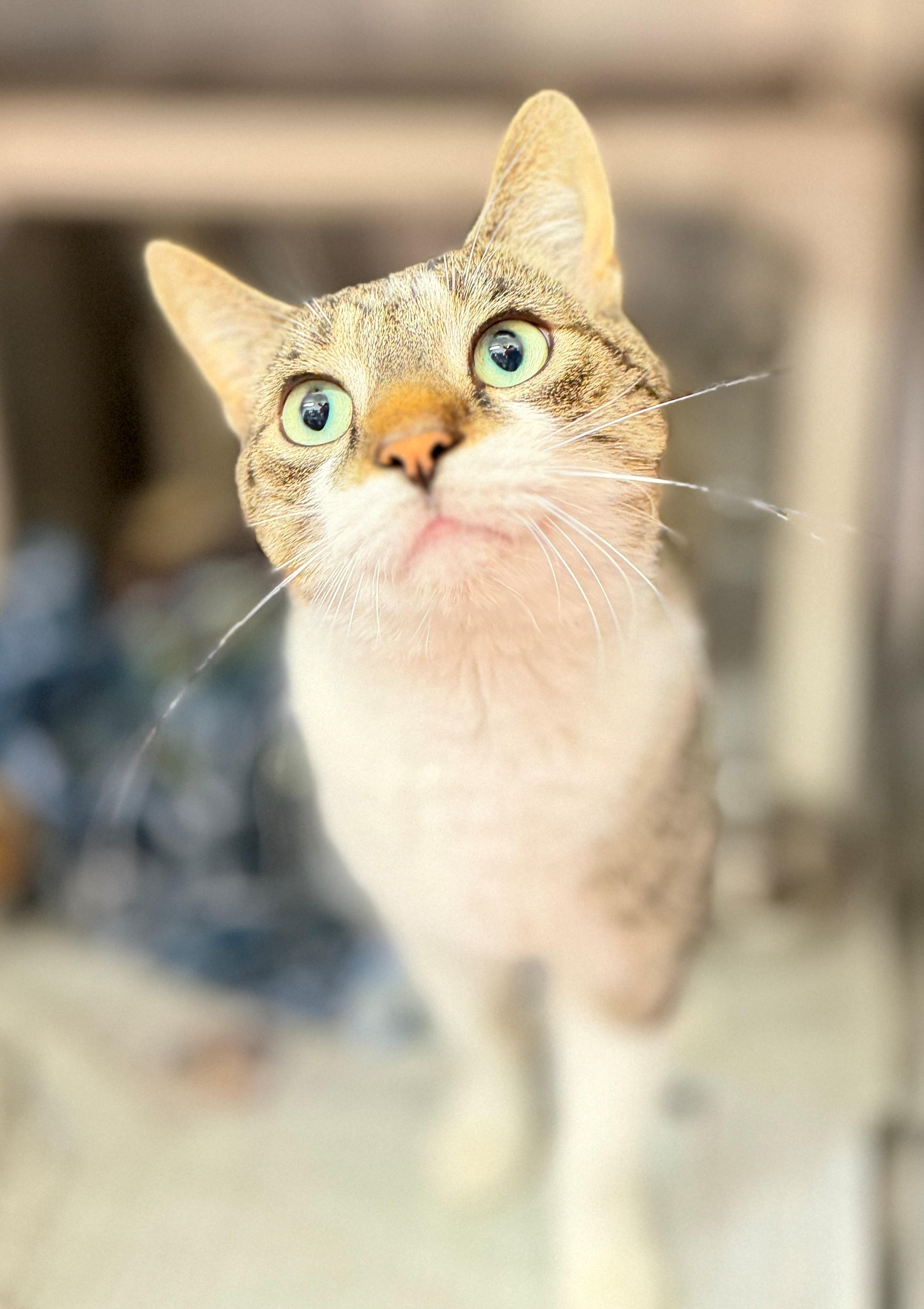 Nigel, Adoptable, Adult Male Domestic Short Hair.