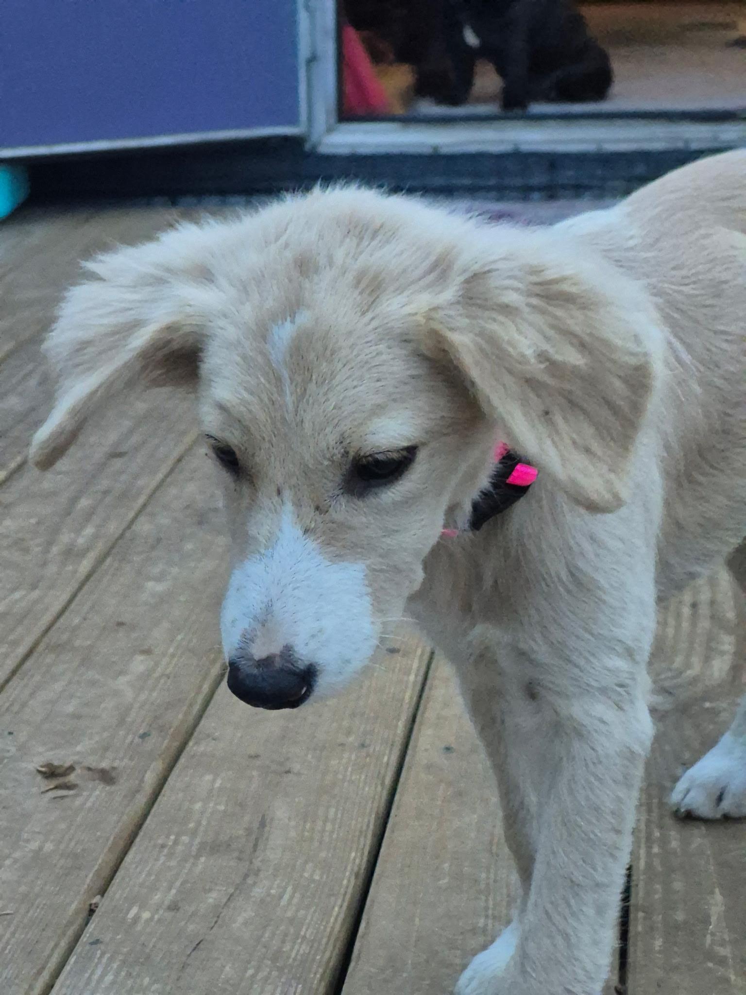 Harper