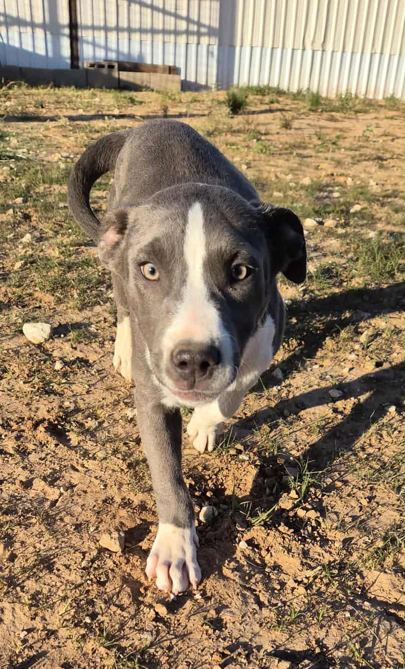 Enlarge Skittles, a Adoptable mixed breed in Bowie, TX image 2/4