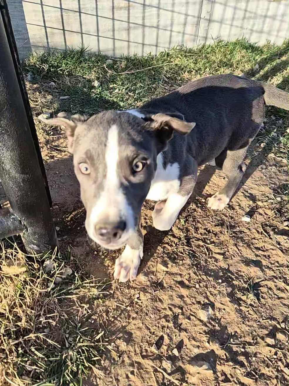 Enlarge Skittles, a Adoptable mixed breed in Bowie, TX image 3/4