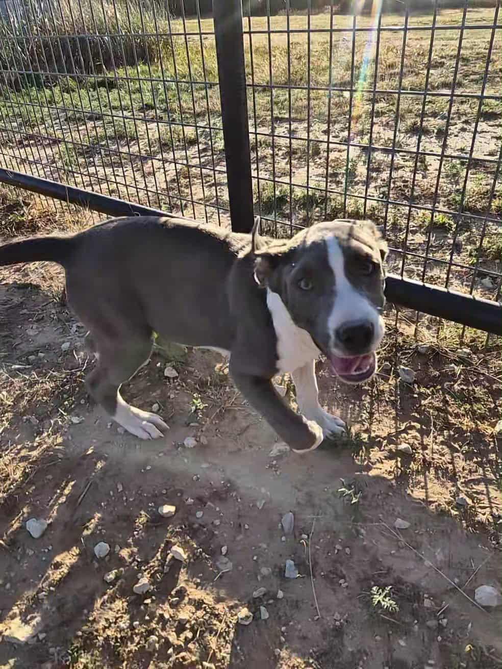 Enlarge Skittles, a Adoptable mixed breed in Bowie, TX image 4/4