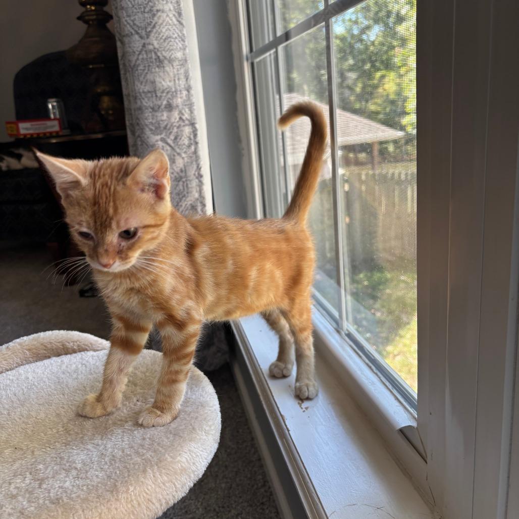 Ringo, a Adoptable Domestic Short Hair in Columbia, MO image 2/3