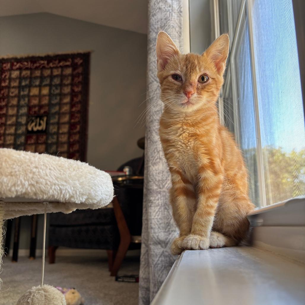 Ringo, a Adoptable Domestic Short Hair in Columbia, MO image 3/3