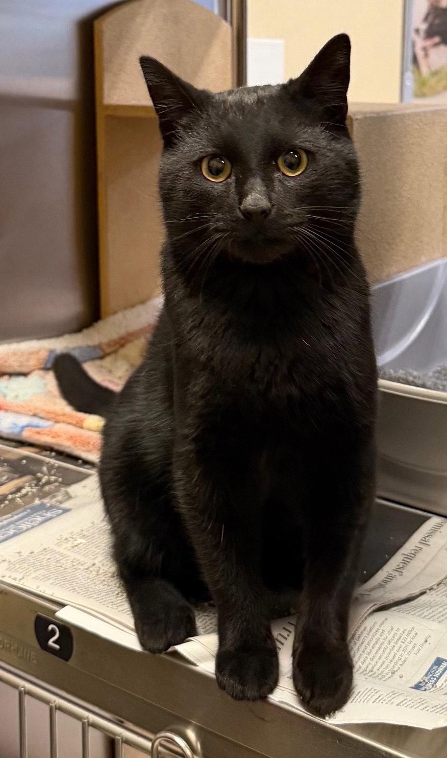Enlarge Luffy, a Adopted Domestic Short Hair in Herndon, VA image 1/3