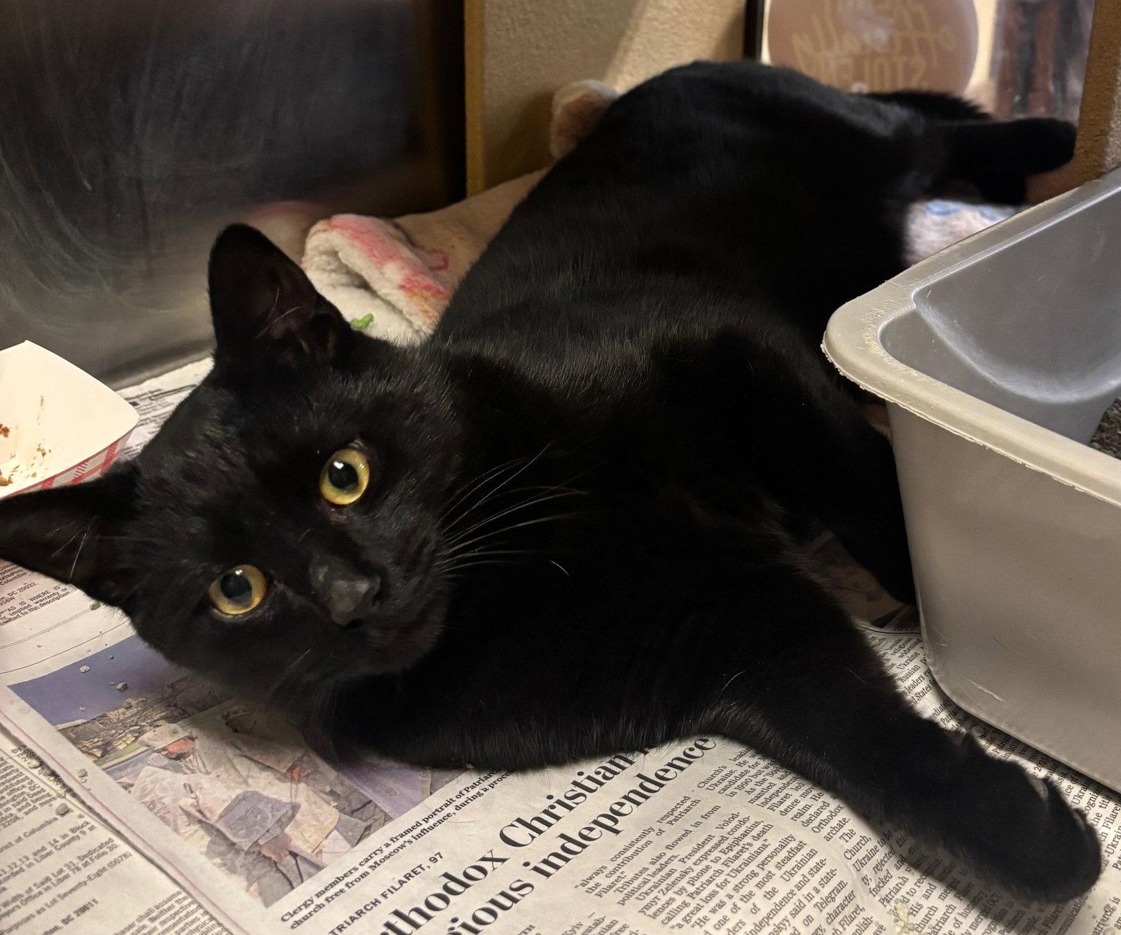 Enlarge Luffy, a Adopted Domestic Short Hair in Herndon, VA image 2/3