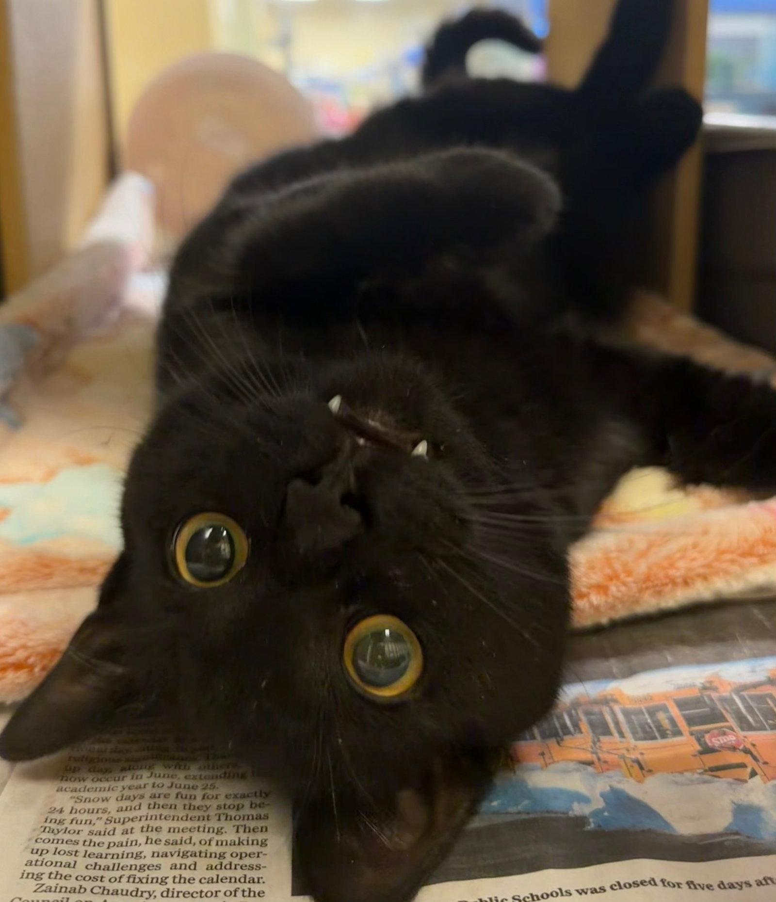 Enlarge Luffy, a Adopted Domestic Short Hair in Herndon, VA image 3/3