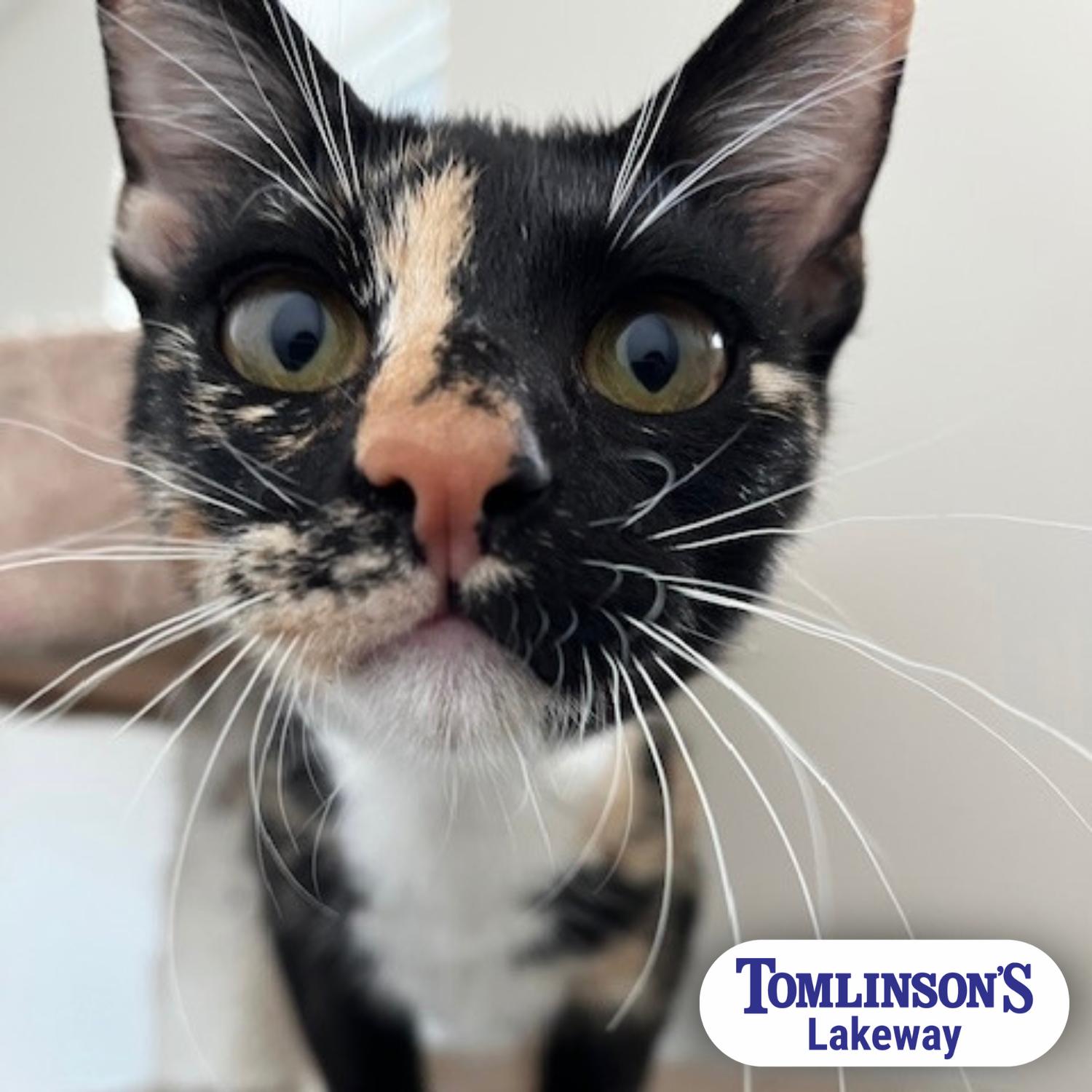 La Reynita, Adopted, Young Female Domestic Short Hair.