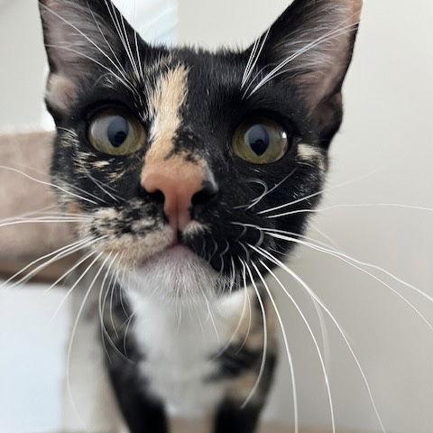 Enlarge La Reynita, a Adopted Domestic Short Hair in Dripping Springs, TX image 2/2