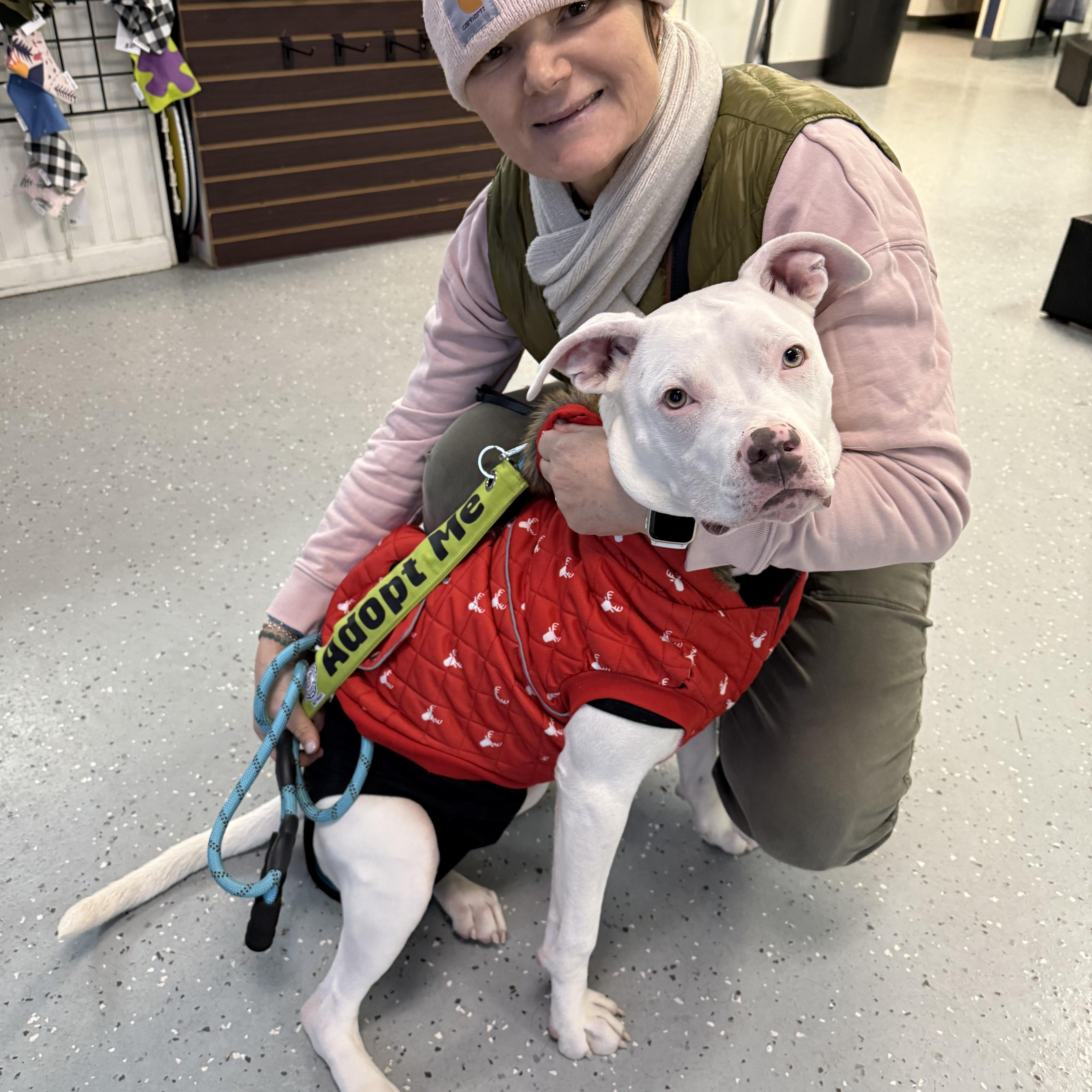 Enlarge Buckwheat, a Adoptable mixed breed in Pleasant Ridge, MI image 1/5