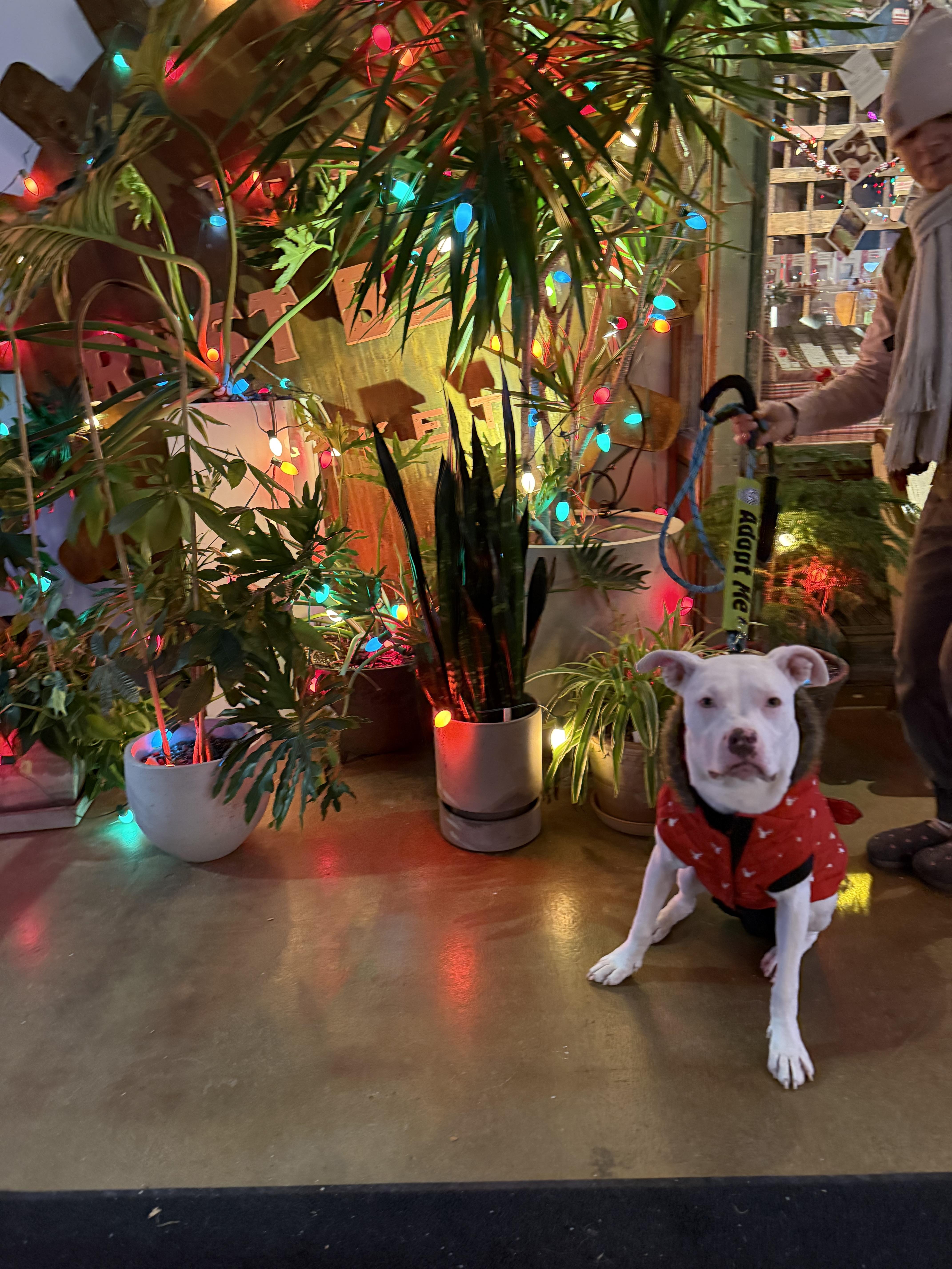 Enlarge Buckwheat, a Adoptable mixed breed in Pleasant Ridge, MI image 2/5